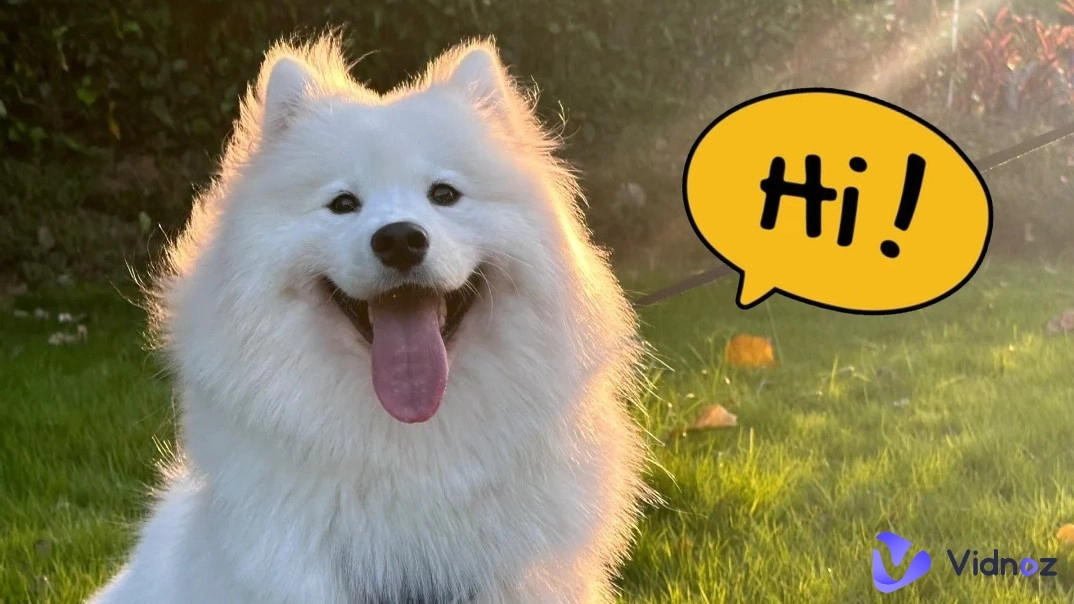 會說話的狗狗視頻